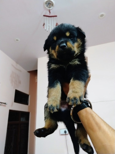 Greta's Puppy